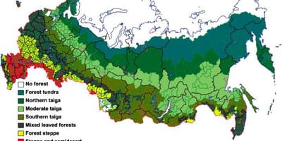 Bosque ruso mapa